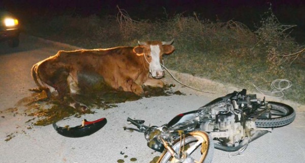 Choque moto con vaca