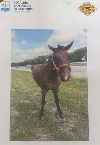 Caballo